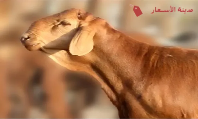ما الذي يحدد سعر السواكني؟