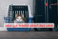 كم سعر جواز السفر للقطط في مصر وكيفية استخراجه؟